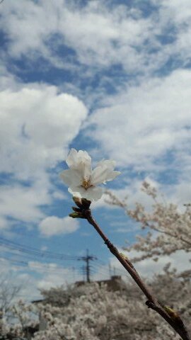 お世話になりました！お引っ越ししました！ついプロに新居の住所書いてます。
