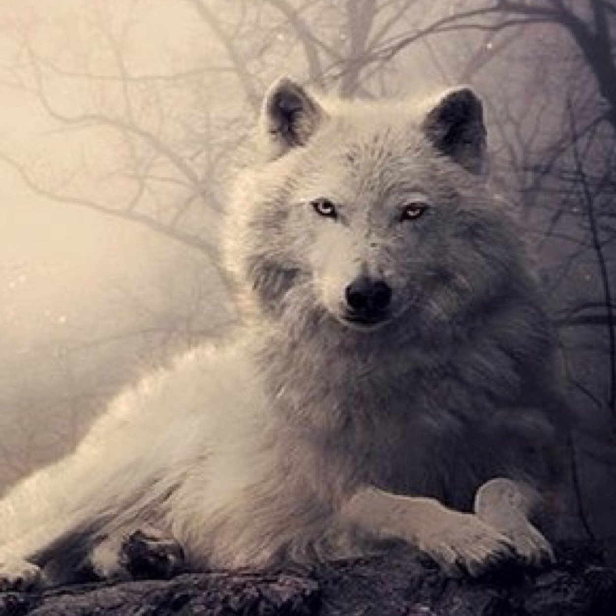 mormausyl's profile picture. Youre in my 4qm thoughts