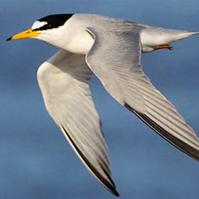 Interior Least Tern Savethetern Twitter