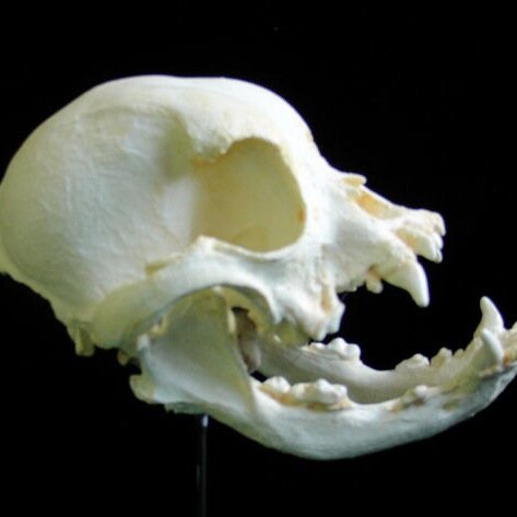 Evolution and Biodiversity Science at University of Georgia