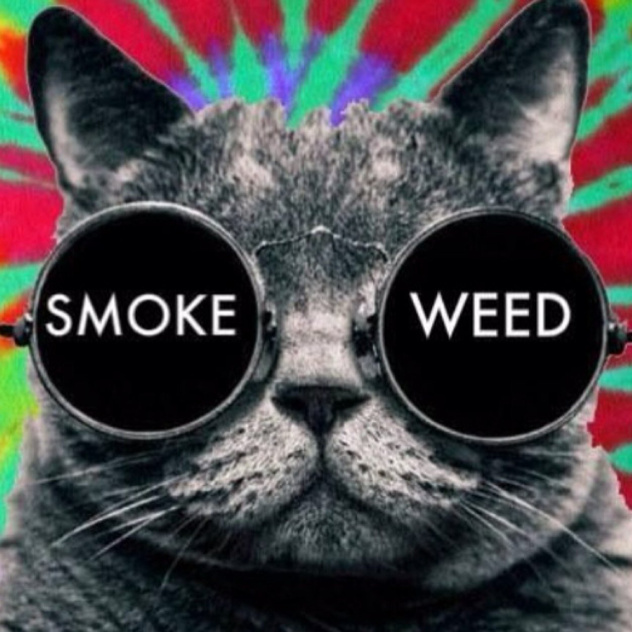 All things based stoner cats ✌️ stonercats57@gmail.com OFFICIAL/no spam