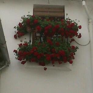 manuel moreno S