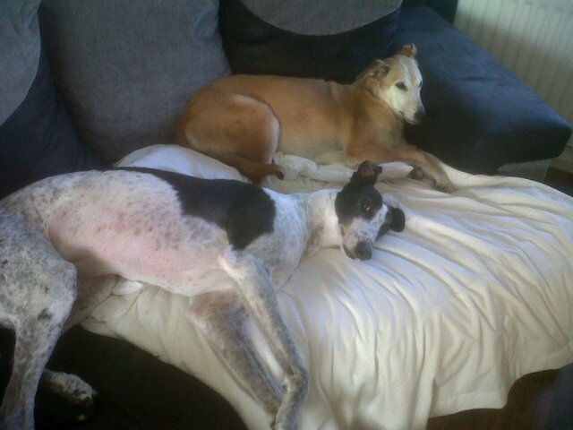 Likes and trust animals more than some people adore my dogs molly and Blaire HATES any cruelty 2ward any animal' Simples'