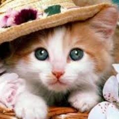 1D, JB, Demi, Gatos :333