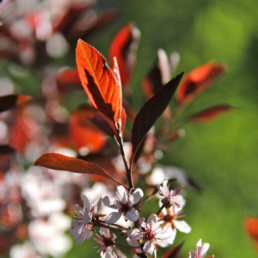 cadl1222's profile picture. 