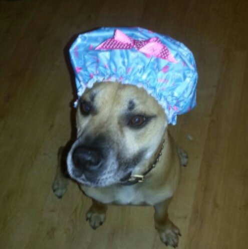 I am Gonzo.  The next dog model for @MyPetBoutiqueUK ☆Best Friends with @vivpug☆
