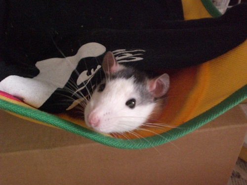 fatrat_kiyo's profile picture. 昭和うまれのあんこくゆとり世代 のアニメ,ゲーム,マンガ,映画,歌舞伎のニワカヲタ

市場価値はないがデブのプライドはある破滅中年女性

女王蜂/竜宮城がだいすき💙