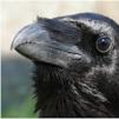 wondershrew's profile picture. Irrrk!