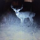 Randy McCurry - @WhitetailMayhem - Twitter