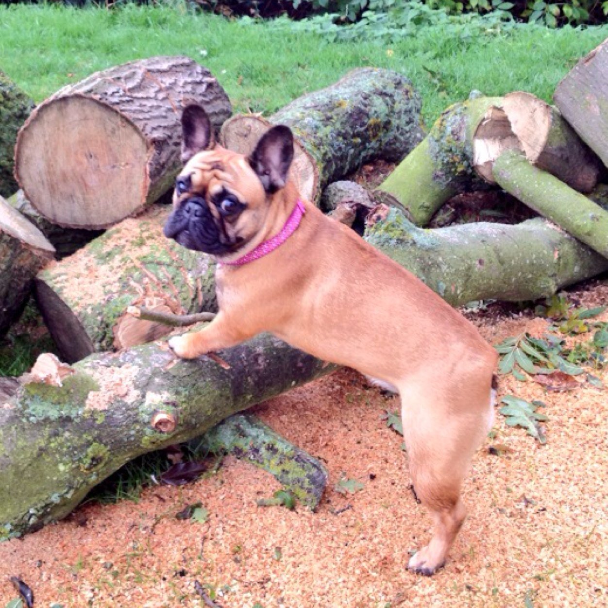 I am a naughty Frenchie. I enjoy running on the beach, taking mummy for walkies, chasing the cat & drinking cider. And yoghurt. And cheese.