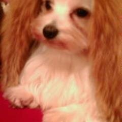 axe_act01_ver04's profile picture. 