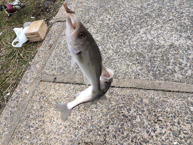 釣り歴30年の釣り師です。