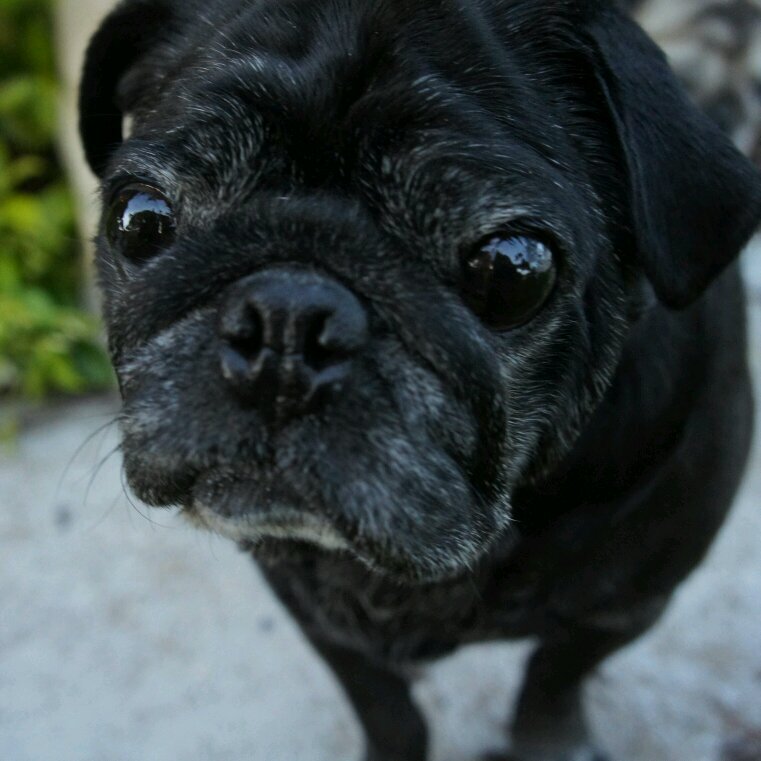 realboristhepug's profile picture. 