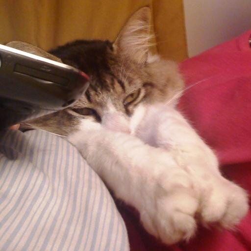 Sociogerontóloga feminista, hincha de Magallanes. Enamorada de los gatos.