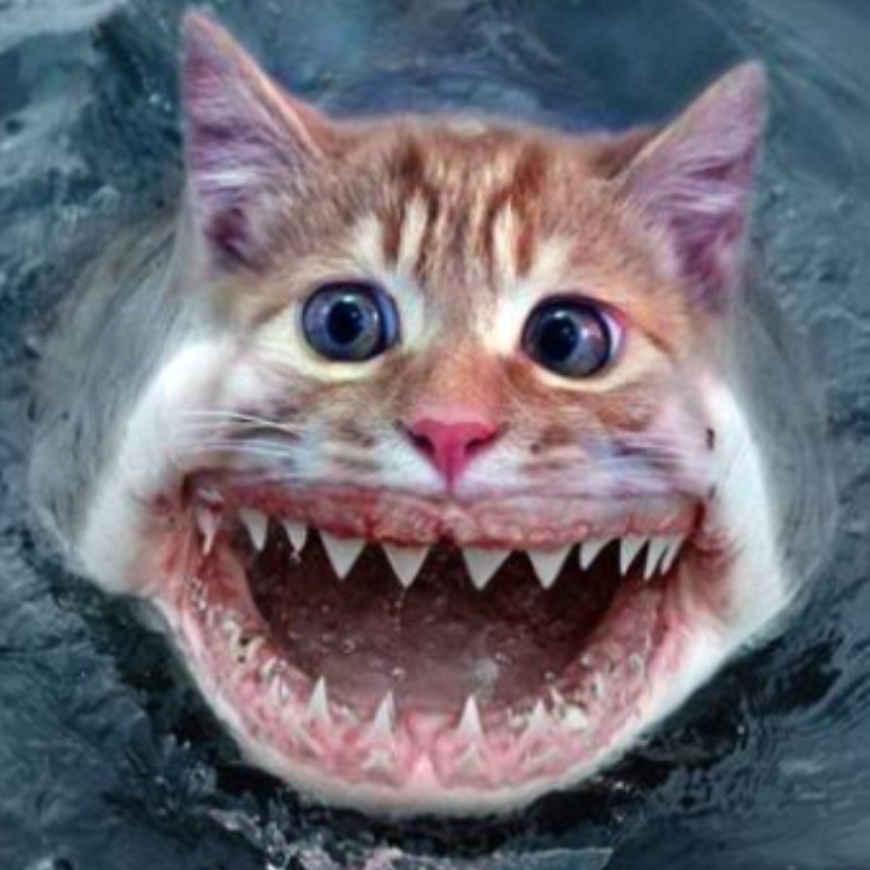 CatfishUTampa's profile picture. Certified physician for the HB Plant pond.