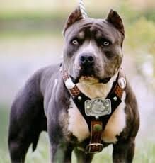 yo solo quiero acabar con el maltrato animal y las peleas del pitbull y cualquier tipo de raza mas