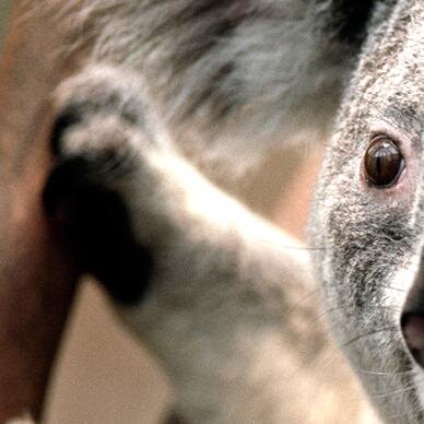 aliciadeponchit's profile picture. 