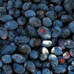 Northern Light Orchards - home of the haskap berry #haskap