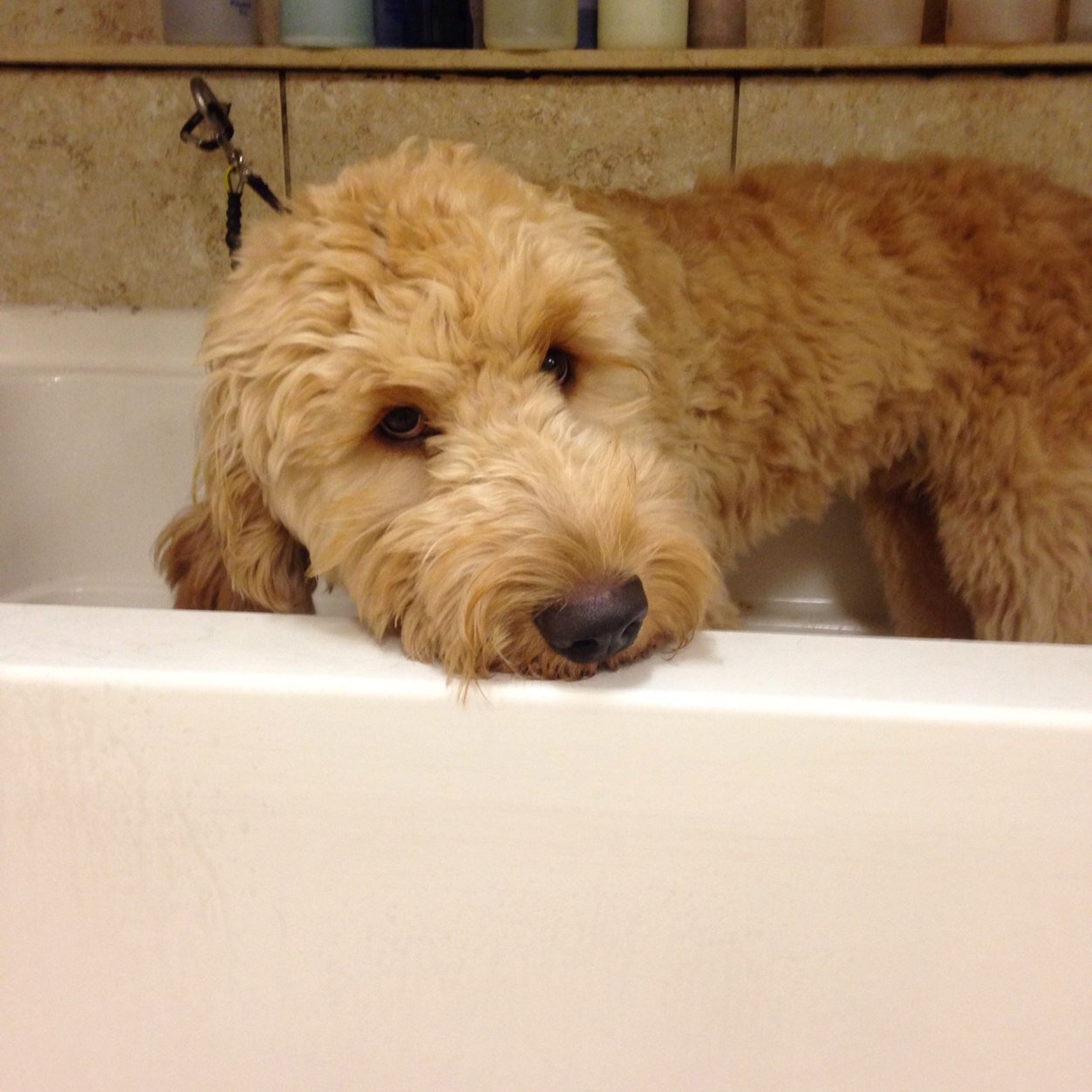 ParkAvenuePaws's profile picture. St. Augustine, Florida's premiere Pet Grooming Salon!