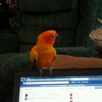 Giggling Mango (@captaingmango) 's Twitter Profile