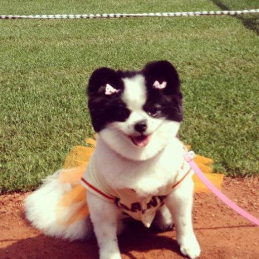 Foodie. SFGiants. Panda. Pommy Mommy.