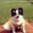pawshi12's profile image