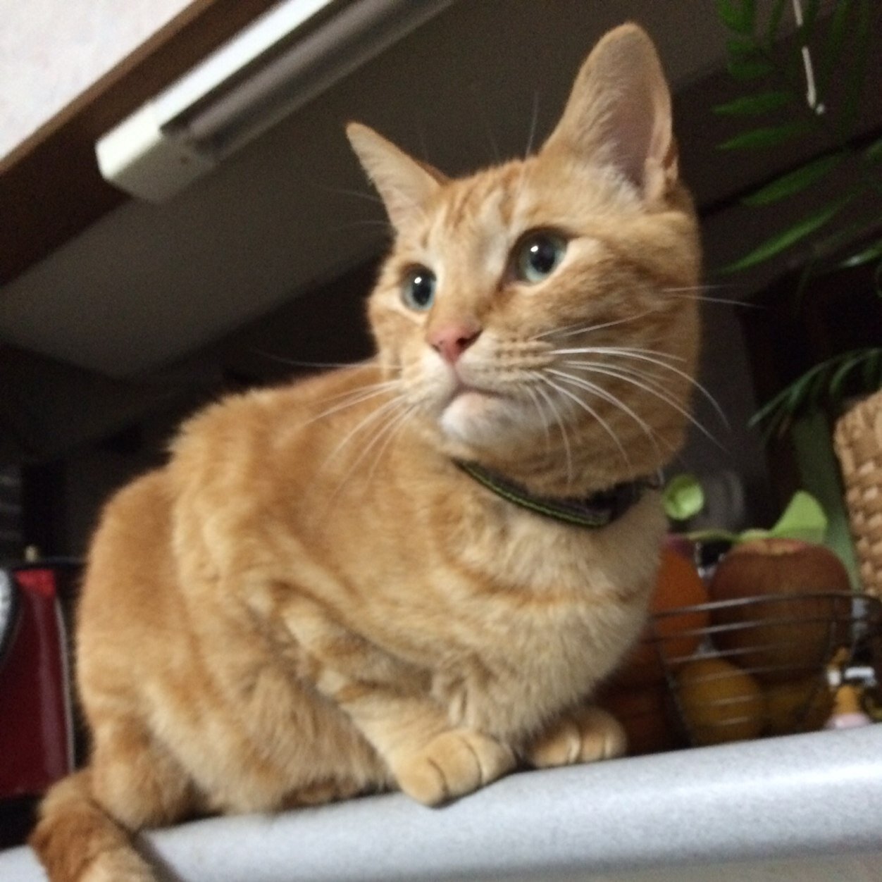 我が家はトラ14歳オスの😸茶トラと🌸6歳の🐻黒猫オスの大吉がいます✨猫大好き(=^x^=) 最近ちょいわかってきたよ〜o(^▽^)o