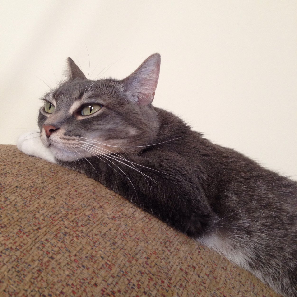 wednesdayd's profile picture. 