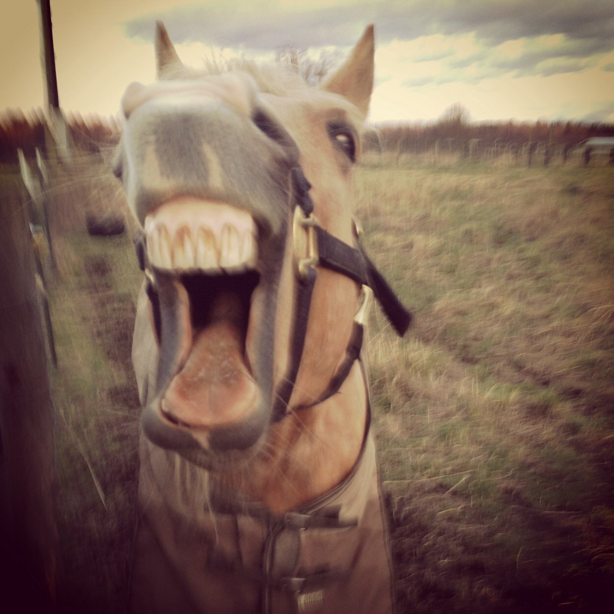 Horse girls will know what im talking about.