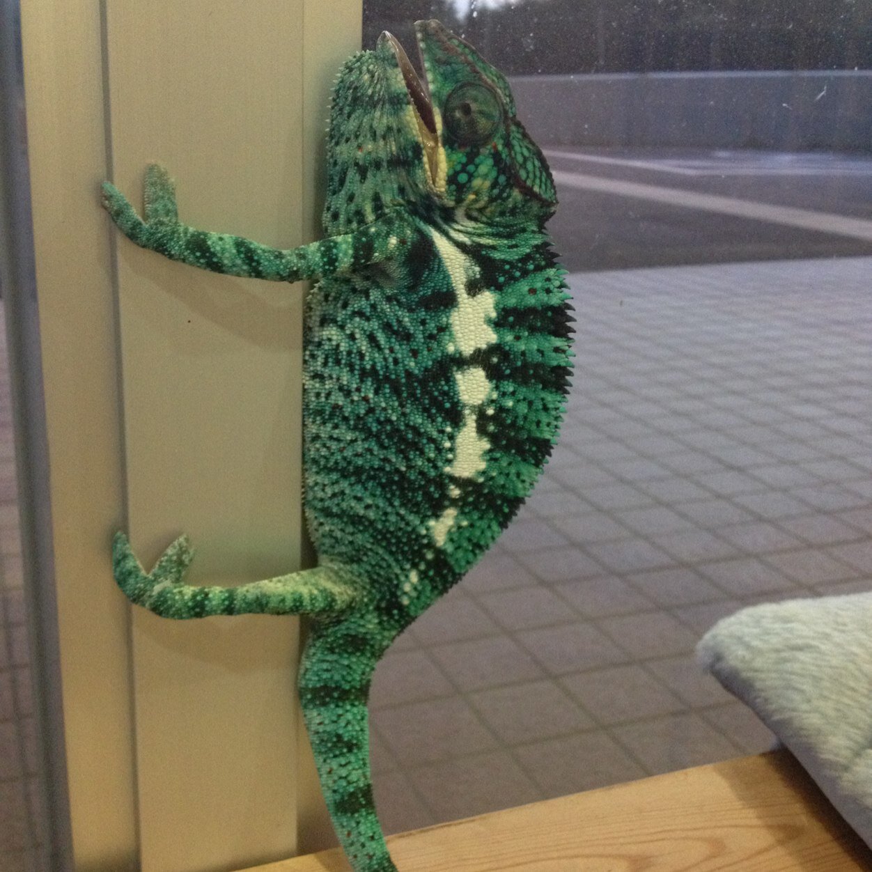 fumi_miyu's profile picture. カメレオン飼いたい