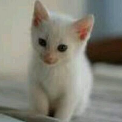 Cat 子猫 Azusa111 Twitter Cat 子猫 Azusa111 Twitter