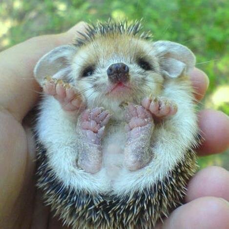 小さくてかわいい動物bot Kawaii Do Butsu Twitter 小さくてかわいい動物bot Kawaii Do Butsu Twitter