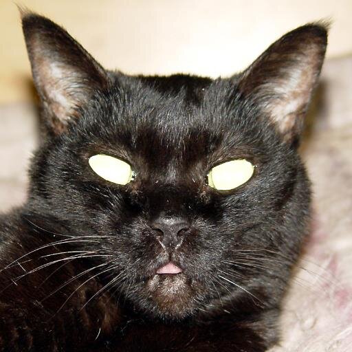 fwhn7106's profile picture. たま～にライブ見に行ったり、ぶらっと丹波に遊び行ったり...   猫/自転車/自作パソコン/ミリタリー/ヘリコプターなどが好きかな...