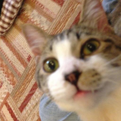 猫乃家猫ノ助（インク切れした空き地）