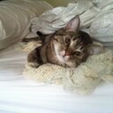 TJ Volpe - @Tony_Joe_Vo - Twitter