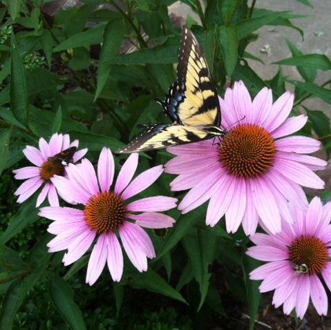 amyfhumphrey's profile picture. Teaching the Children of North Carolina