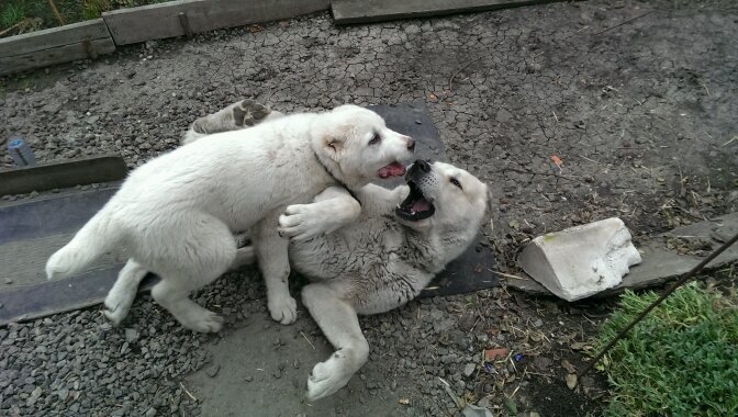 LepIrina's profile picture. 