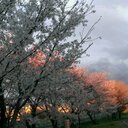 春は桜 (@05_cancer) Twitter