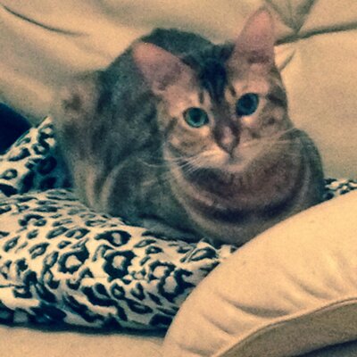 jaytiakai's profile image