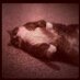 Lisa Todd (@lisa_ltodd) Twitter profile photo