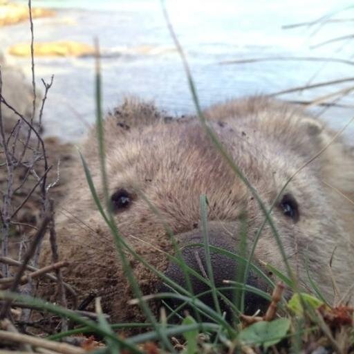 驚愕 規格外の巨大動物たち Kyodai Doubutsu Twitter 驚愕 規格外の巨大動物たち Kyodai Doubutsu Twitter