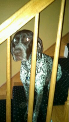 gkhoury31's profile picture. Yank fan, Roxy lover, proud Dad, happy husband, Army vet, retired Police Officer, and proud Trump supporter