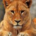 Live as a Lioness (@mountainess1) Twitter profile photo Live as a Lioness (@mountainess1) Twitter profile photo