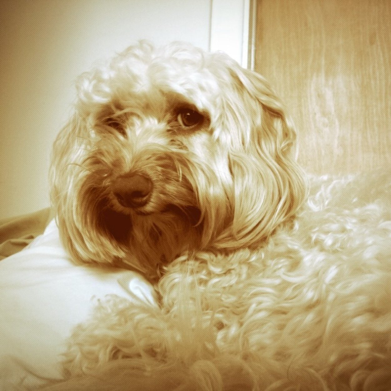 LucyCockapoo's profile picture. DEFUNCT ACCOUNT
Please follow @lucycockerpoo