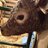 jn_krueger's profile image