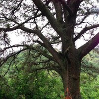 Elias Lopez (@amoryoga) 's Twitter Profile