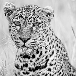 natis101's profile picture. TE QUIERO, ERES MUY BUENA AMIGA :3 @vale29love1d