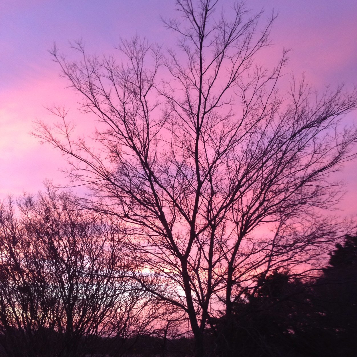 StoneArbor's profile picture. A citizen, a Covid survivor, a fully vaccinated person willing to wear a mask if a business owner requires it.