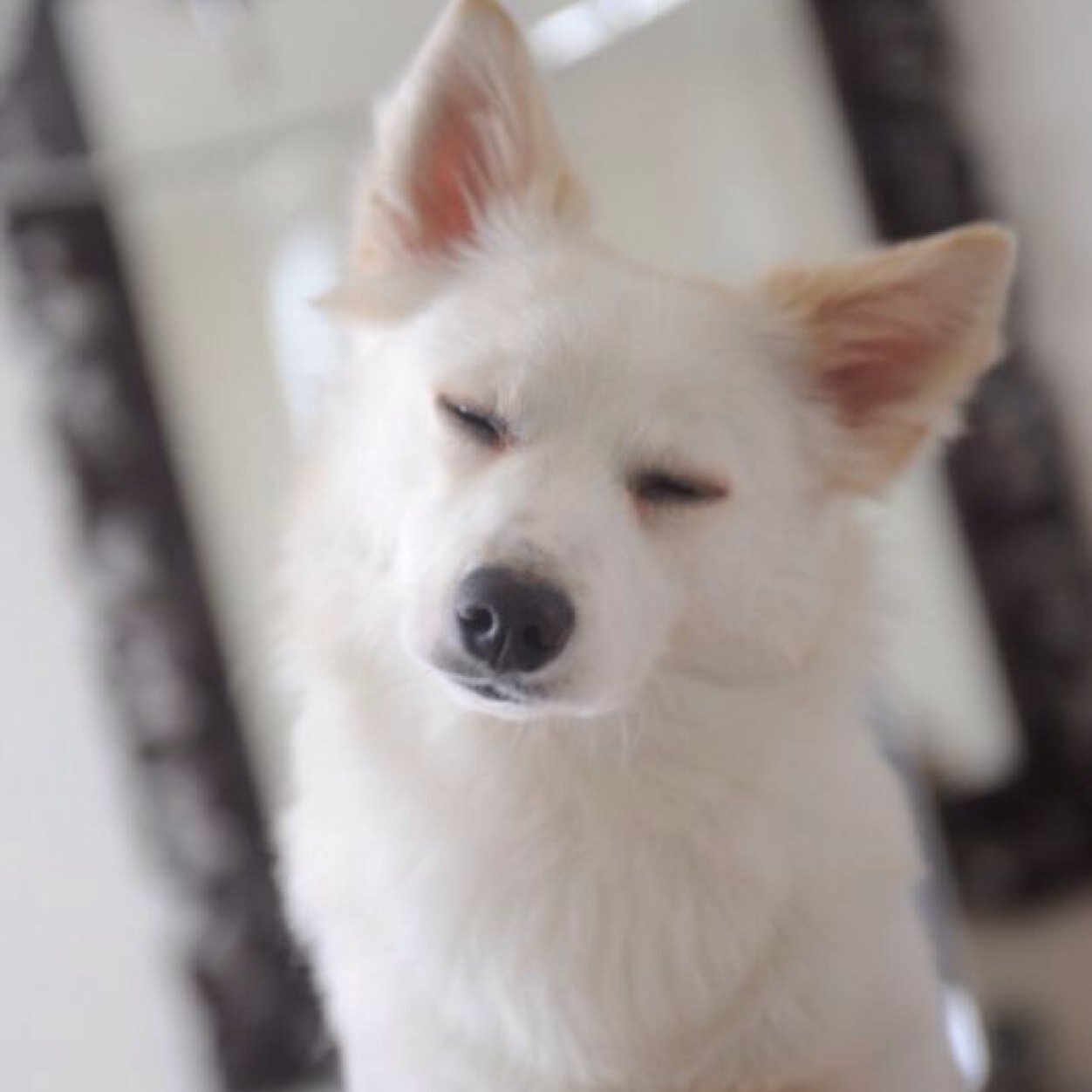 Ik ben Lazlo Putty. Ik ben een hondje en houd van spelen!