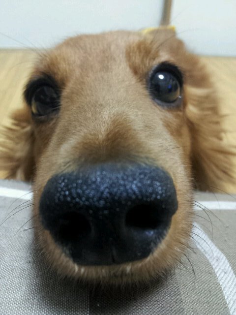 ﾐﾆﾁｭｱﾀﾞｯｸｽﾌﾝﾄﾞ。ひなたぼっこが大好き　♂